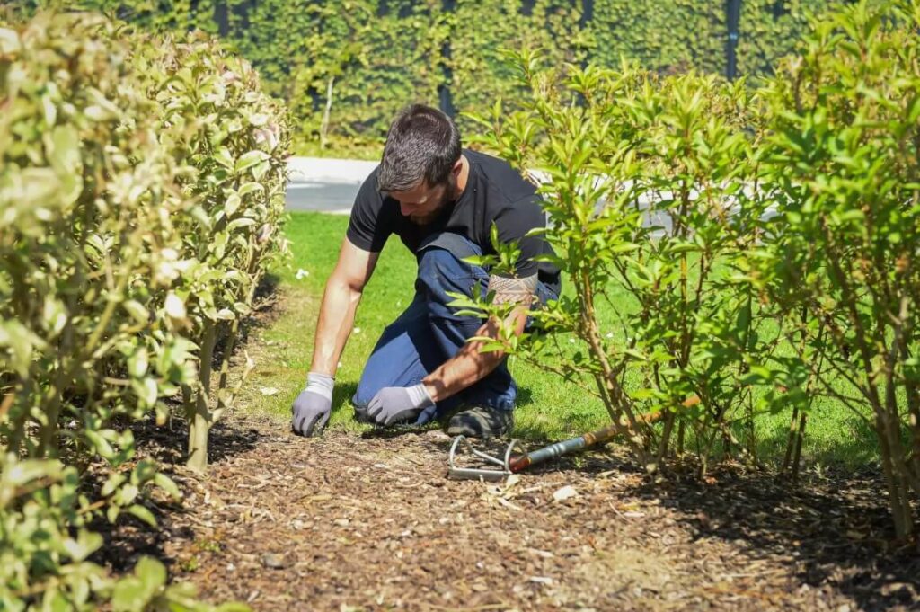 Man rakes between hedges in garden.