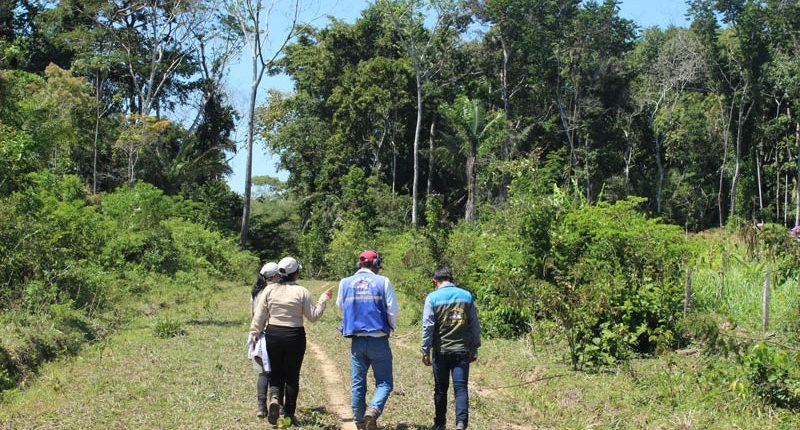 4 mensen aan het wandelen door het oerwoud