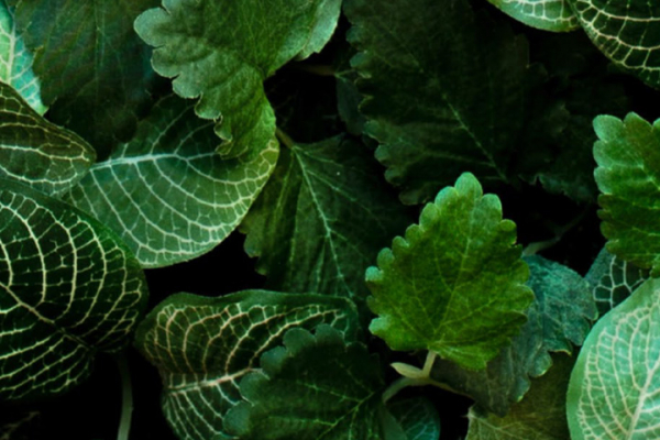 Groen moet je doen: 7 voordelen van planten op kantoor